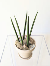 Load image into Gallery viewer, Desk Dweller: Pencil Cactus Edition