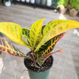 Croton (Croton Petra) - 4" pot