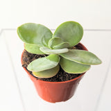 Flapjack (Kalanchoe farinacea)