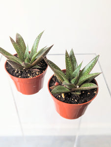 Gasteria 'Flow' - 4" pot