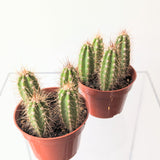 Neoraimondia neocardenasia herzogiana "Baseball Bat" Cactus - 4" pot