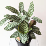 Calathea Concinna 'Freddie' - 6" pot