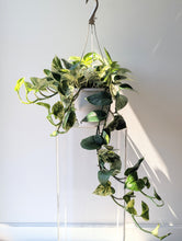Load image into Gallery viewer, Marble Queen Pothos - 6&quot; pot