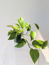 Load image into Gallery viewer, Golden Pothos (Epipremnum aureum) - 4&quot; pot