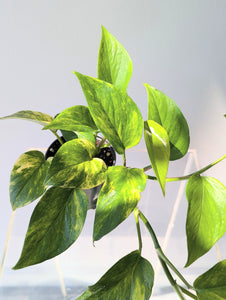 Golden Pothos (Epipremnum aureum) - 4" pot