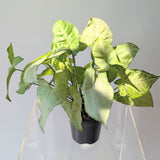 Nephthytis (Syngonium podophyllum) - 4" pot
