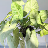 Nephthytis (Syngonium podophyllum) - 4" pot