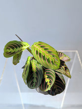 Load image into Gallery viewer, Prayer Plant (Maranta leuconeura) - 4&quot; pot