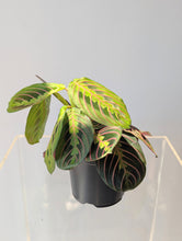 Load image into Gallery viewer, Prayer Plant (Maranta leuconeura) - 4&quot; pot