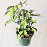 Umbrella Tree (Schefflera arboricola) - 4" pot
