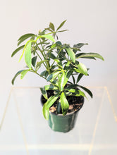 Load image into Gallery viewer, Umbrella Tree (Schefflera arboricola) - 4&quot; pot