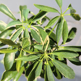 Umbrella Tree (Schefflera arboricola) - 4" pot