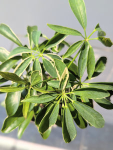 Umbrella Tree (Schefflera arboricola) - 4" pot