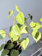 Load image into Gallery viewer, Peperomia Scandens Variegata  - 4&quot; pot