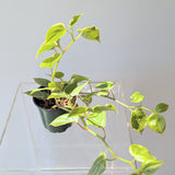 Peperomia Scandens Variegata  - 4" pot