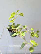 Load image into Gallery viewer, Peperomia Scandens Variegata  - 4&quot; pot