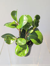 Load image into Gallery viewer, Peperomia Obtusifolia - 4&quot; pot