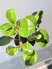 Load image into Gallery viewer, Peperomia Obtusifolia - 4&quot; pot