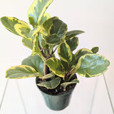 Peperomia Obtusifolia Variegata- 4" pot