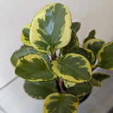 Peperomia Obtusifolia Variegata- 4" pot