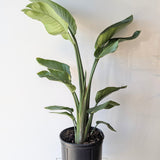 Bird of Paradise (Strelitzia reginae) - 10" pot