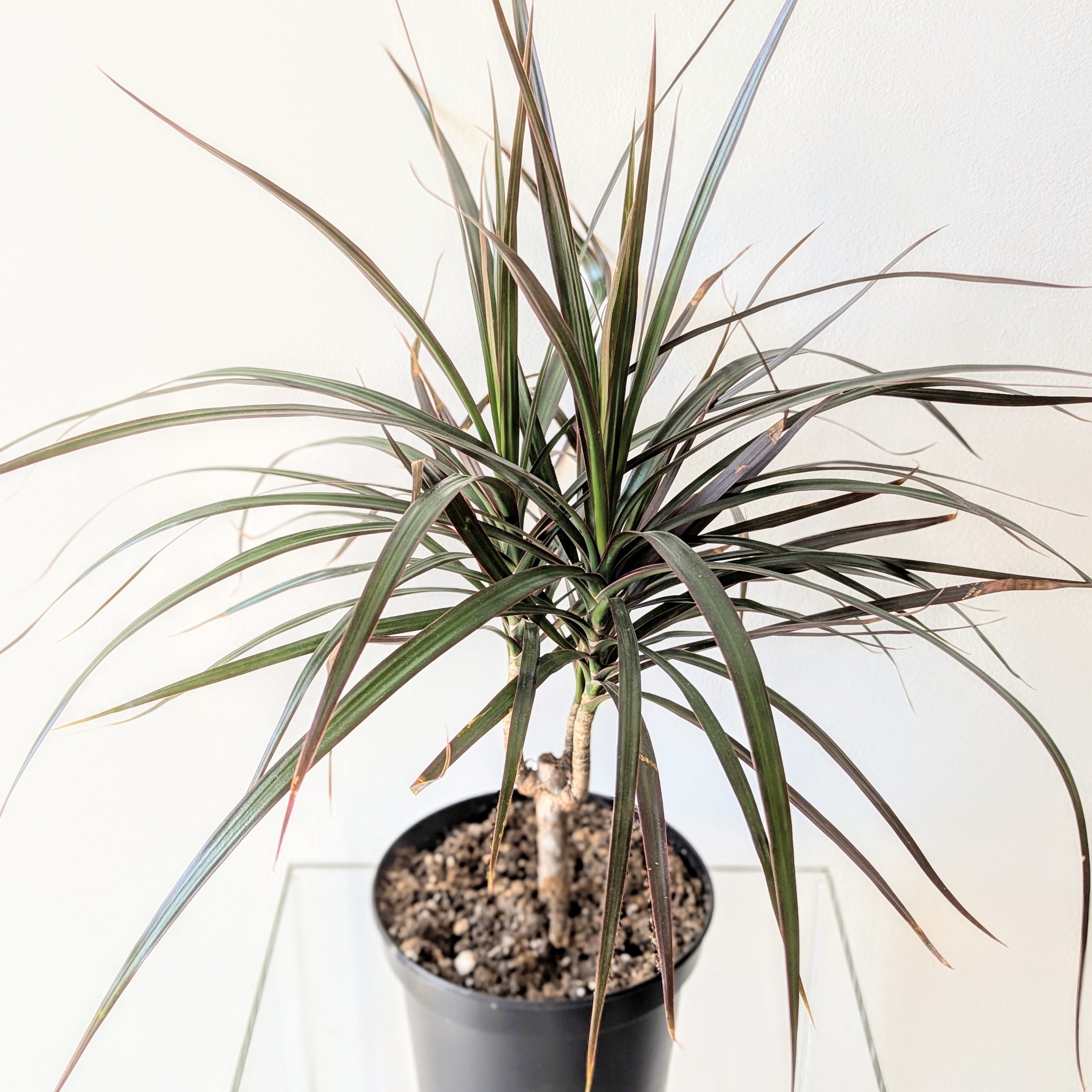 red dragon plant indoor Red Dragon Tree (Dracaena marginata Magenta)