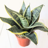 Sansevieria trifasciata Hahnii 'Ocean Star' - 4" pot