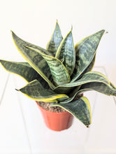 Load image into Gallery viewer, Sansevieria trifasciata Hahnii &#39;Ocean Star&#39; - 4&quot; pot