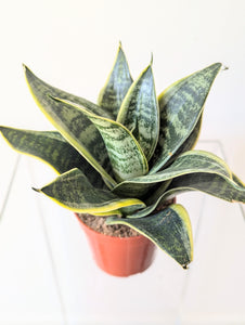 Sansevieria trifasciata Hahnii 'Ocean Star' - 4" pot