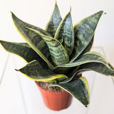 Sansevieria trifasciata Hahnii 'Ocean Star' - 4" pot