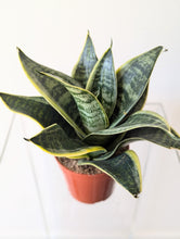 Load image into Gallery viewer, Sansevieria trifasciata Hahnii &#39;Ocean Star&#39; - 4&quot; pot