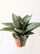 Load image into Gallery viewer, Sansevieria &#39;Silver&#39; Hahnii- 4&quot; pot