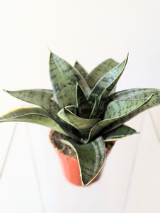 Sansevieria 'Silver' Hahnii- 4" pot