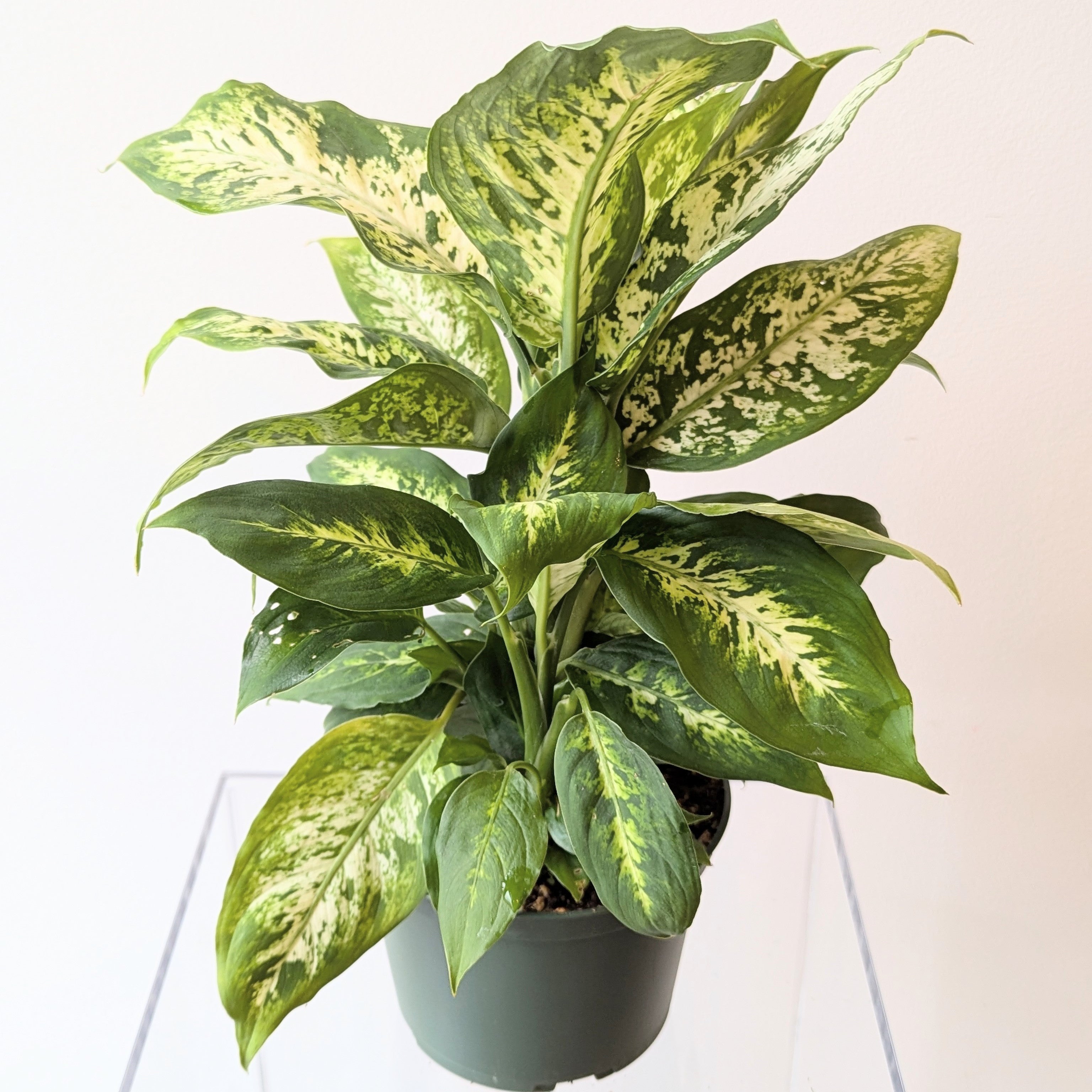 dieffenbachia compacta plant Dumb Cane (Dieffenbachia Compacta) – TwinFlower Studio