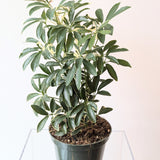 Umbrella Tree 'Ivory' (Schefflera arboricola 'Ivory') - 6" pot