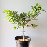 Calamondin Orange Tree (Citrus mitis) - 10" pot