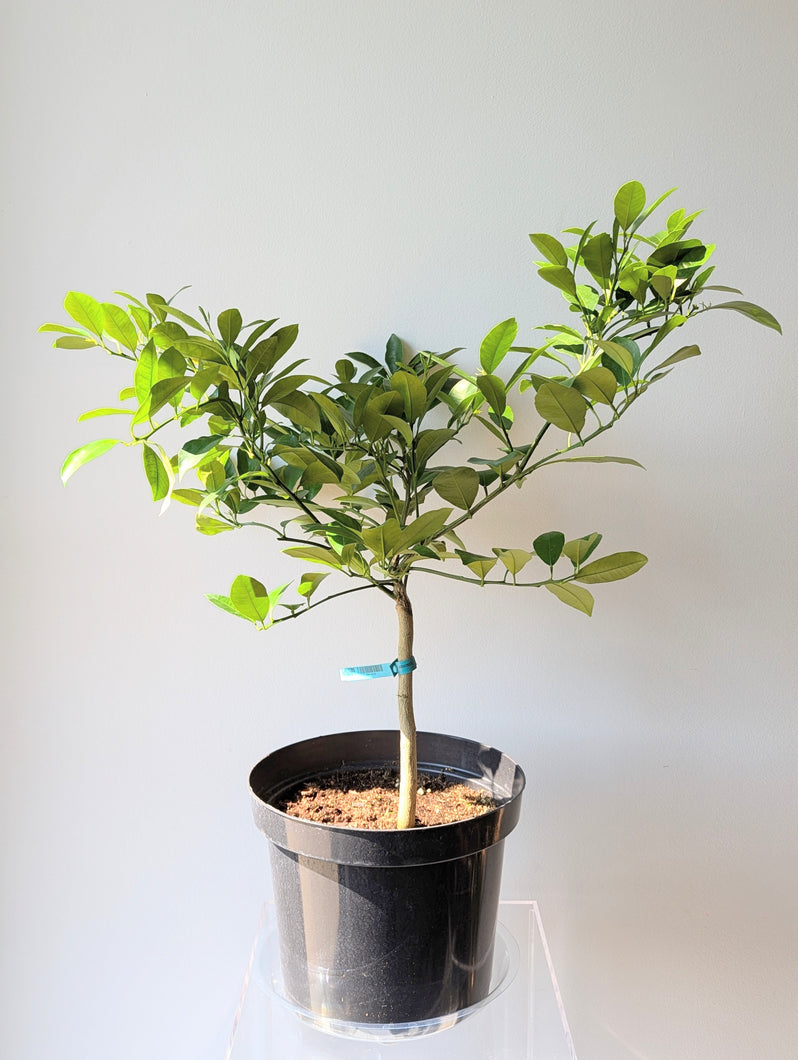 Calamondin Orange Tree (Citrus mitis) - 10