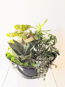 Custom Plant Arrangement 𝘧𝘳𝘰𝘮: