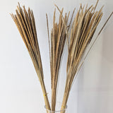 Natural Dried Feather Grass Bunches