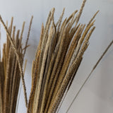 Natural Dried Feather Grass Bunches