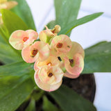 Crown of Thorns (Euphorbia milii) - 4" pot