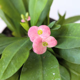 Crown of Thorns (Euphorbia milii) - 4" pot