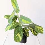 Ctenanthe 'Golden Mosaic' (Never Never Plant) - 4" pot