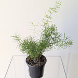 Sprengeri Fern (Asparagus densiflorus) - 4" pot