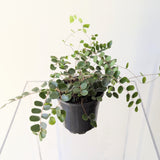 Button Fern (Pellaea rotundifolia) - 4" pot