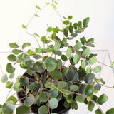 Button Fern (Pellaea rotundifolia) - 4" pot