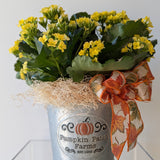 Pumpkin Patch Kalanchoe