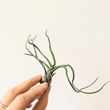 Tillandsia Bulbosa Guatemala (Air Plant)