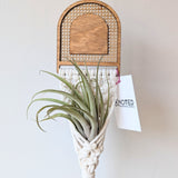 Rattan Air Plant Holder