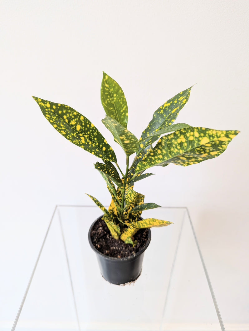 Codiaeum variegatum (Croton 'Gold Dust') - 4